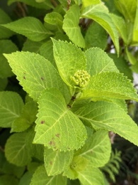 紫陽花