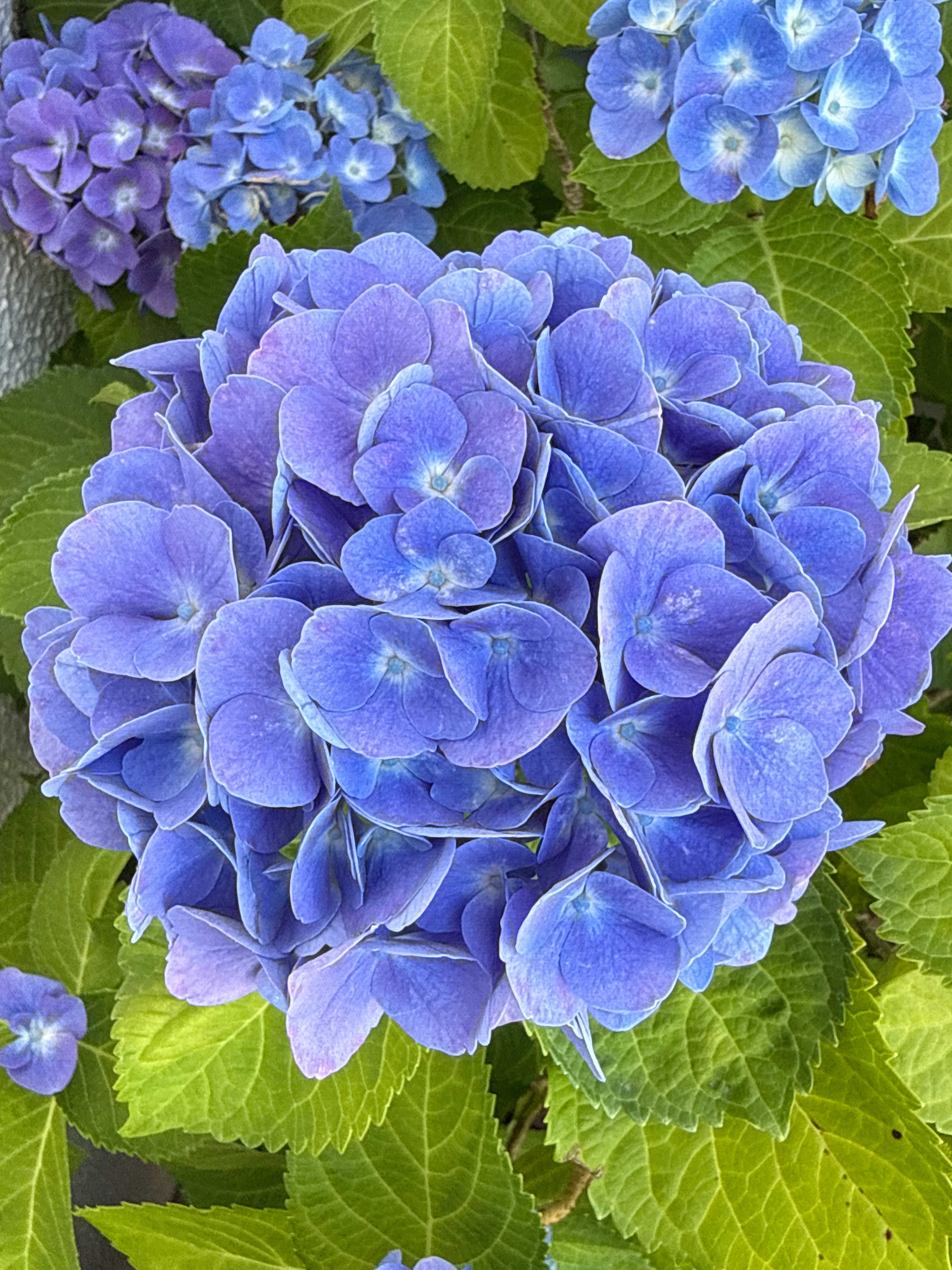 紫陽花