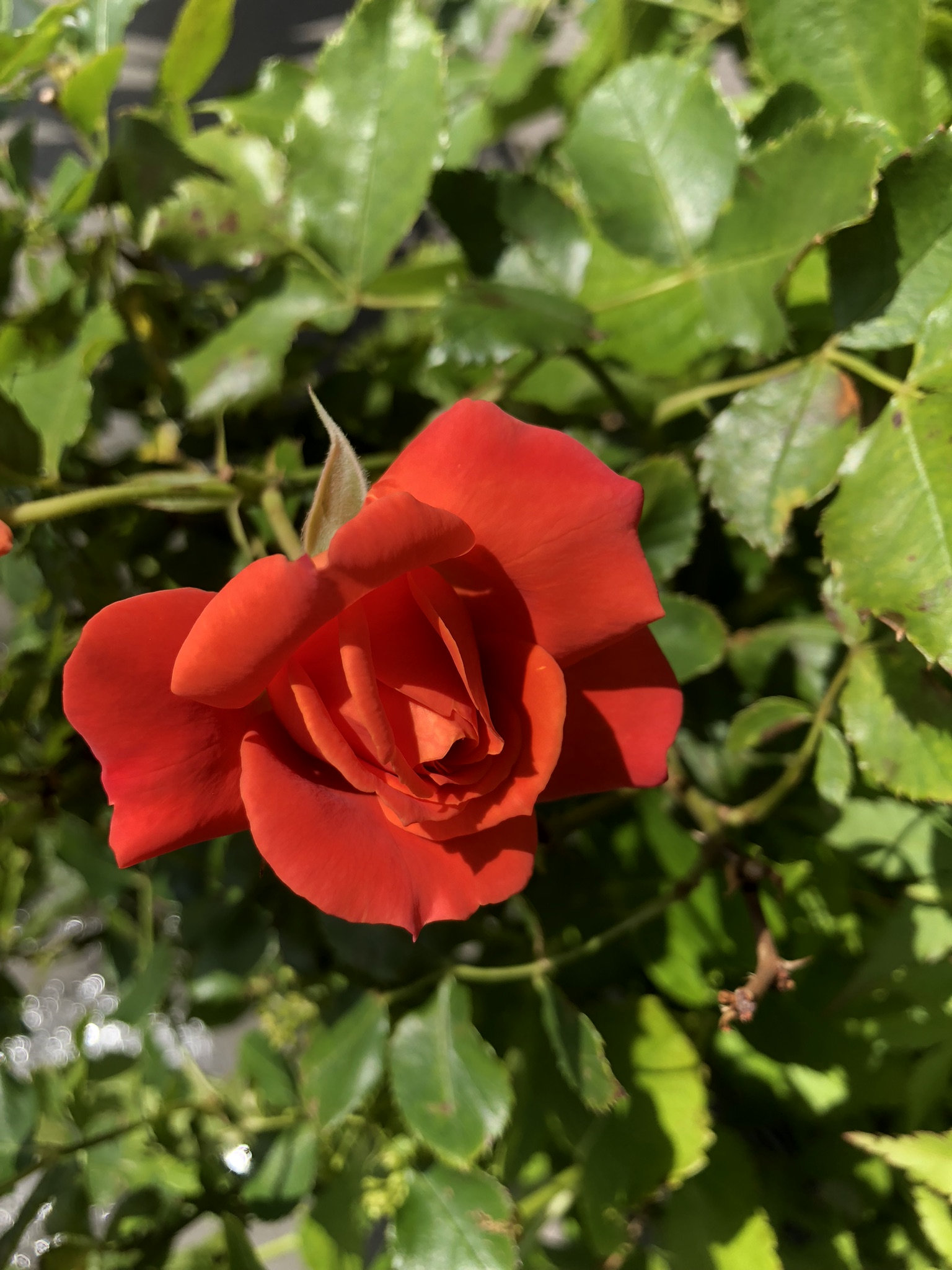 薔薇