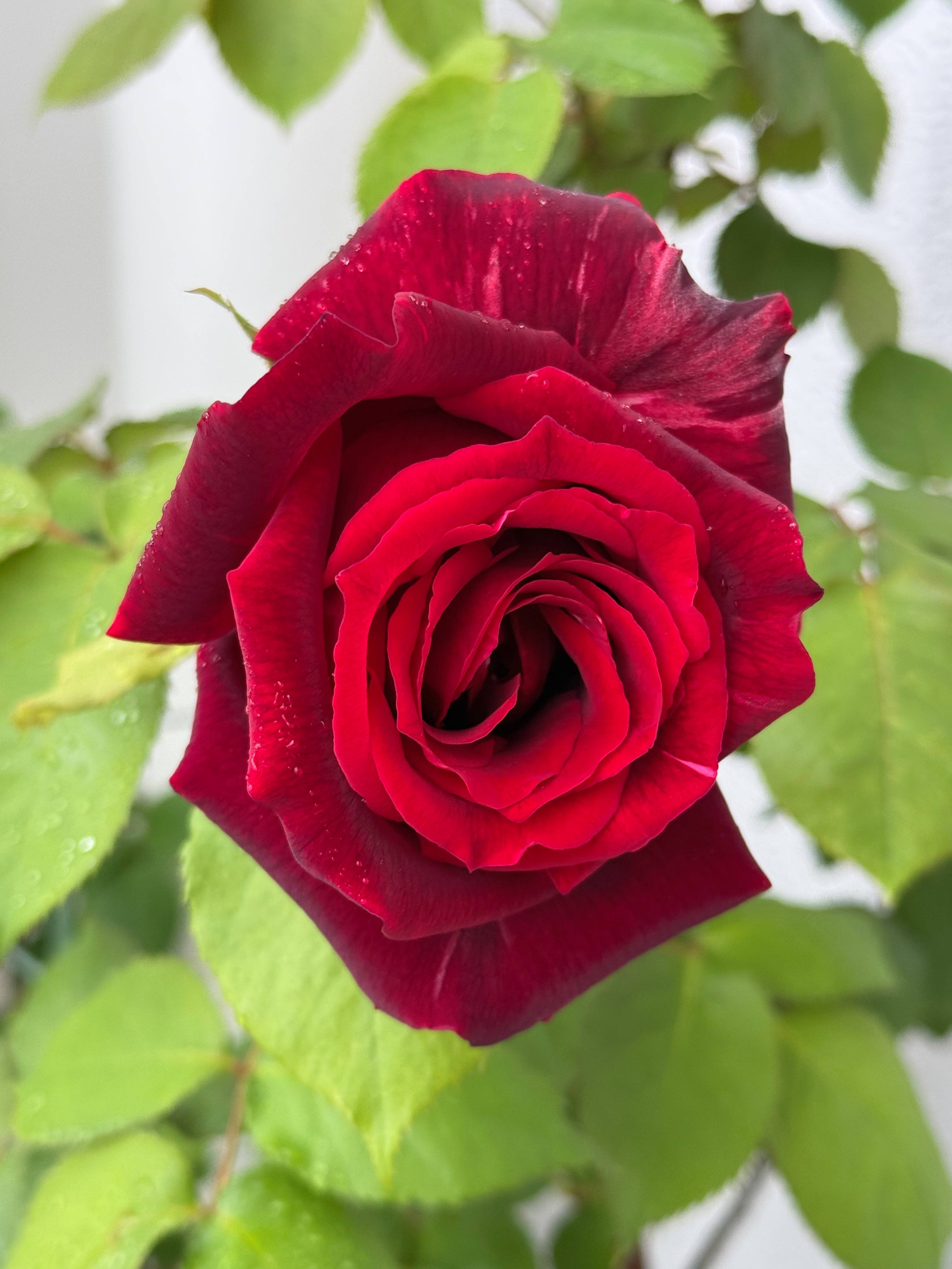 薔薇